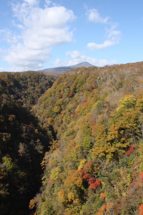 紅葉が見ごろです