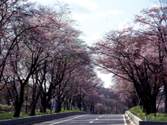 ゴールデンウィーク＆桜開花情報